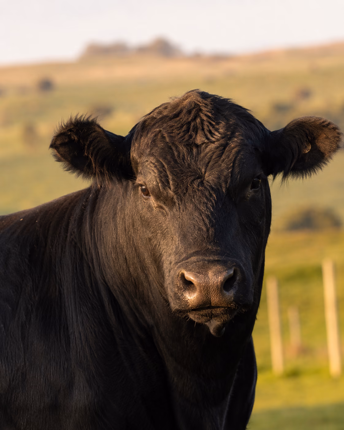 Vaca Angus en un campo uruguayo al atardecer