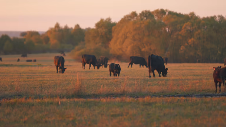 Vaca pastando al atardecer